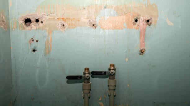 Best Mold removal after water damage  in Newark, TX